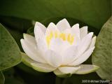 Fragrant Water Lily #2