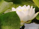 Fragrant Water Lily #1