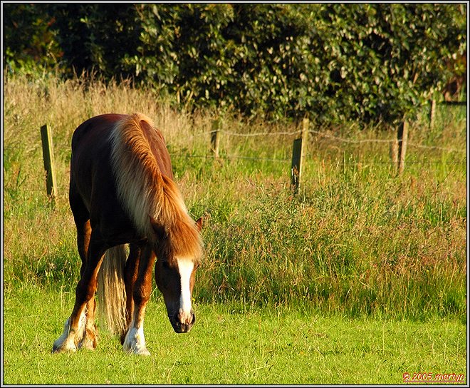 DSC_0079 Horse 1.jpg