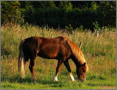 DSC_00751 Horse 2.jpg