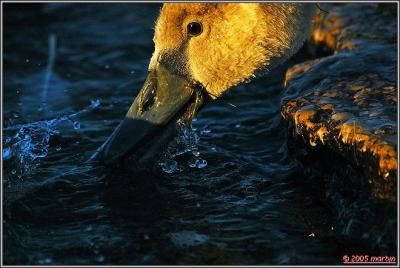 DSC_00291051dipping.jpg