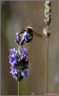 DSC_00061590 top worker.jpg