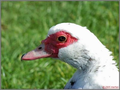 100_9321 head.jpg