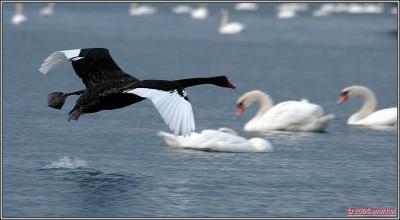DSC_00471493 black swan 1a.jpg