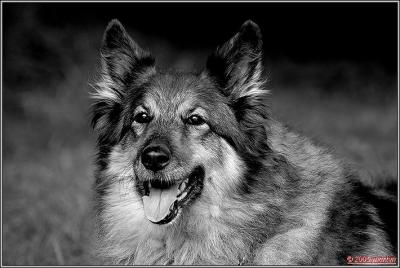 DSC_00071343 Tess.jpg