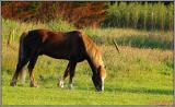 DSC_00851horse 5.jpg