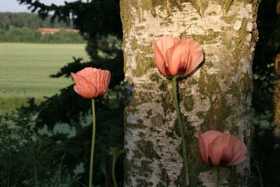 GutenMorgenPoppies6/12