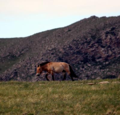 Hustain Nuruu National Reserve