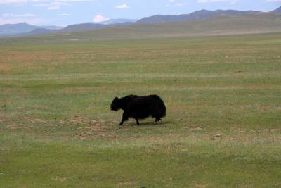 Yak?Whats That?