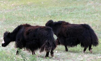 Big Hairy Yaks