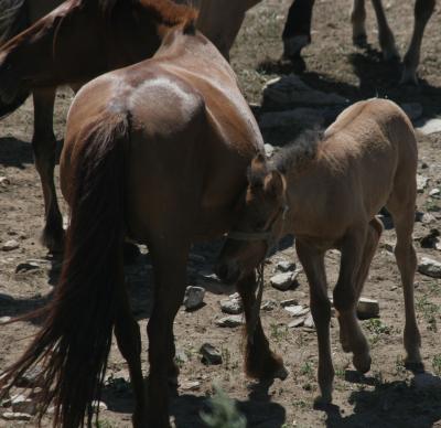 Mare Foal