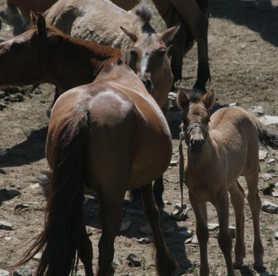 Horses by the Road