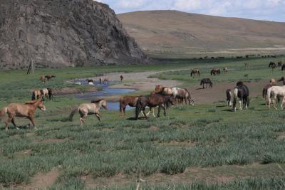 HorsesGrazing