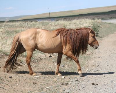 roadsidehorses