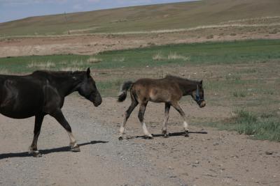 horsefoalcrossingroad