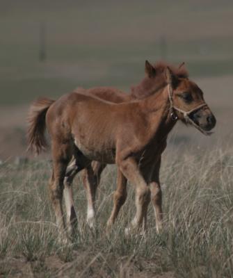 twoGobiFoals