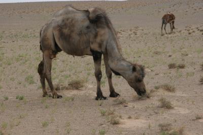 GrazingCamel