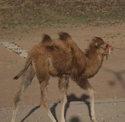 YoungCamel