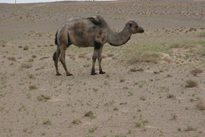 camelgrazing