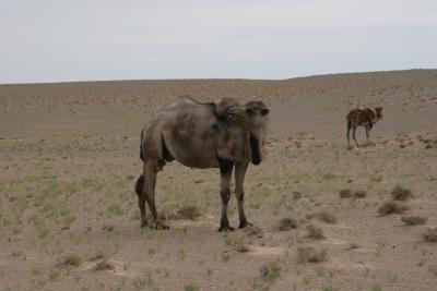 camels