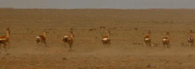 gazellebutts