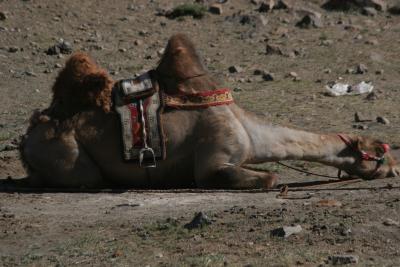 SnoozingCamel.jpg