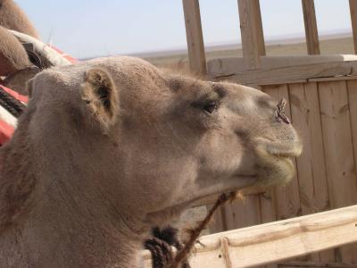 CamelFace