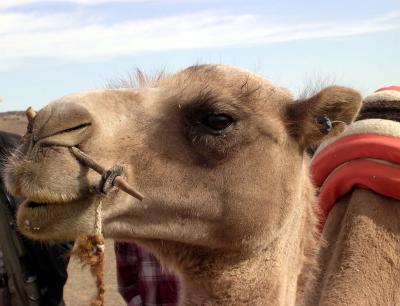 Camelface