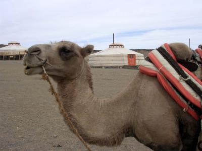 cAMel
