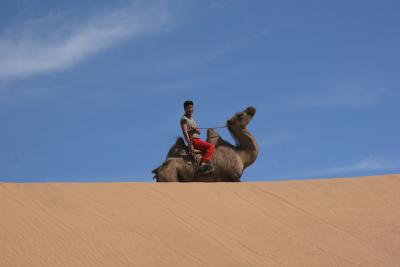 Camel3contrast.jpg