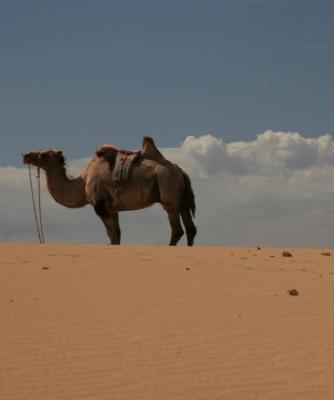 Camel5.jpg