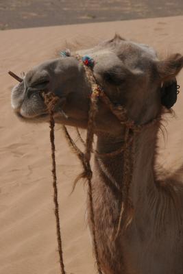 Camelhead2.jpg