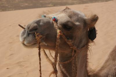 Camelheadelarge.jpg