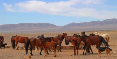 horses_at_water_trough