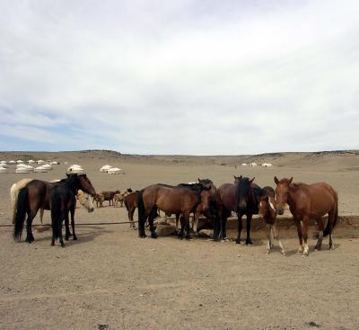 v3/04/527904/3/48157829.hORSES.jpg