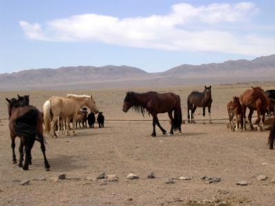 horses_at_water_trough