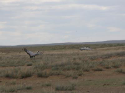 MongolianCranes.jpg