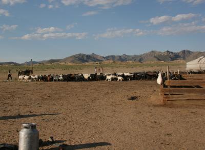 Goats and the Milk Can!