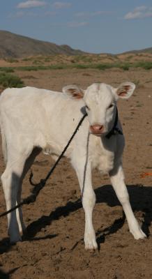 White Calf