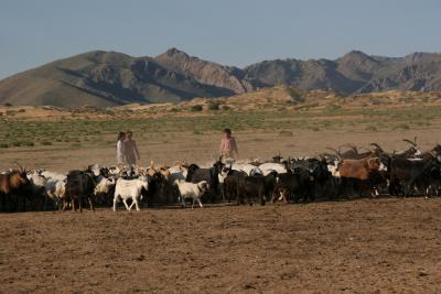 Goat Herding