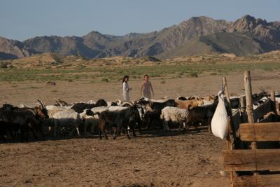 Goats being brought in