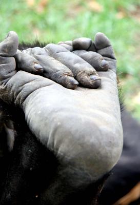 Hand on Foot?