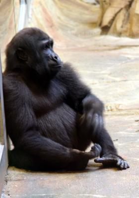 Gorilla