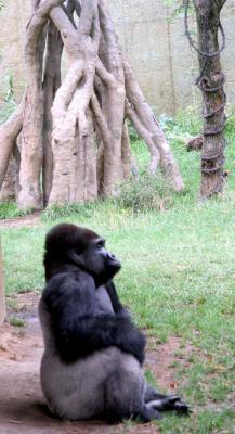 Gorilla Meditation
