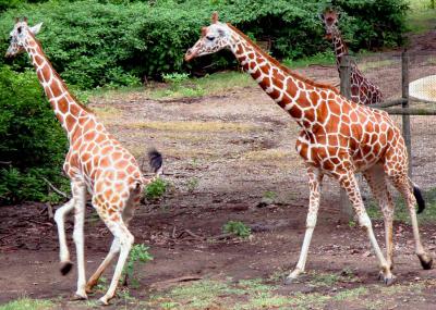Giraffe Frolicking