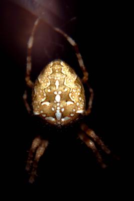 Spider