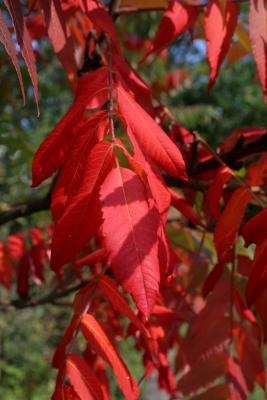 Fall Sumac