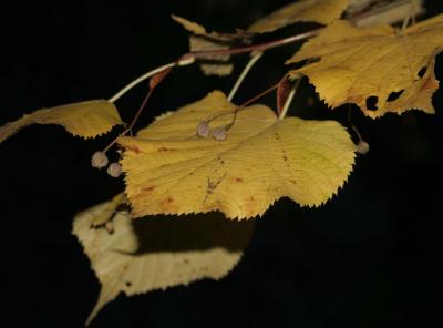 Fall Leaves