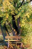 Evening Bench