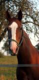 Horse In Pasture